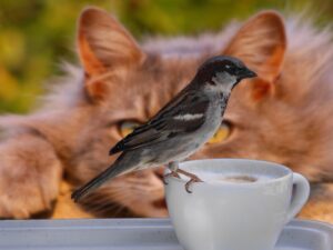 An orange cat eyes a sparrow perched on a coffee cup