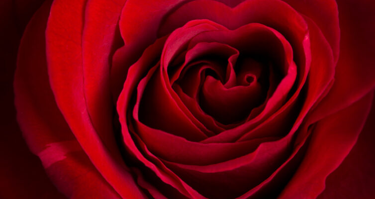 A beautiful deep red rose with petals forming the shape of a heart. Love for Caregivers