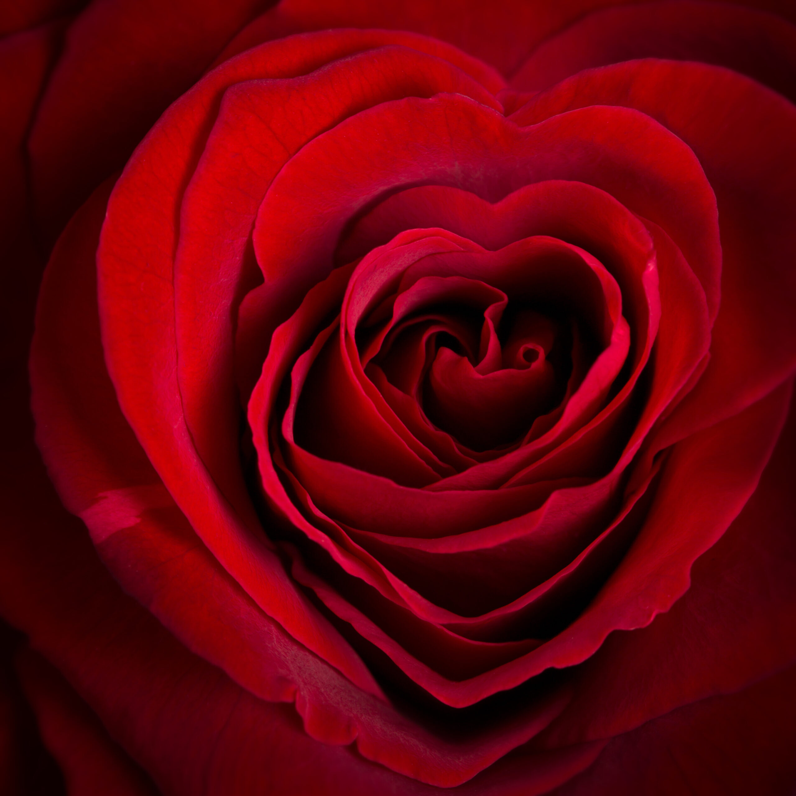 A beautiful deep red rose with petals forming the shape of a heart. Love for Caregivers